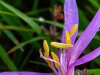 Blütendetail mit gelben Staubblätter